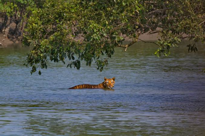 Sundarban