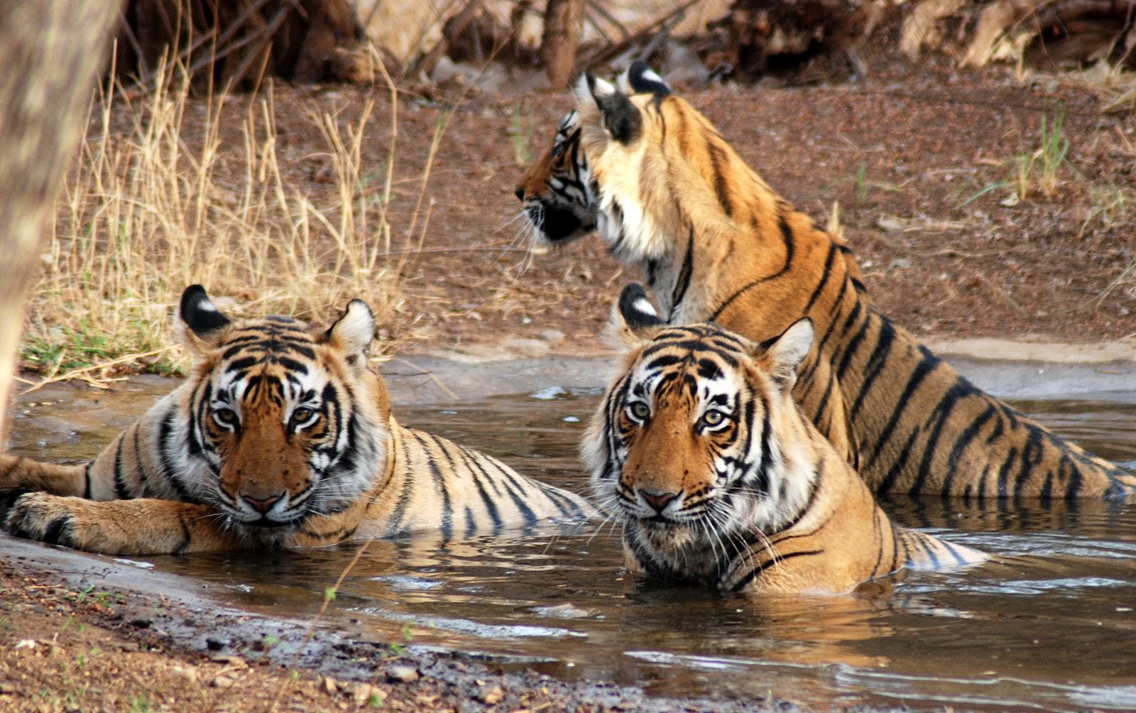 Sundarban Group Tour